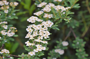 Spiraea nipponica 'Snowmound'