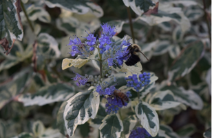 Caryopteris x clandonensis 'White Surprise'