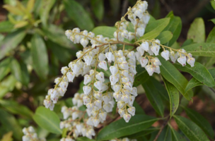 Pieris 'Brouwer's Beauty'