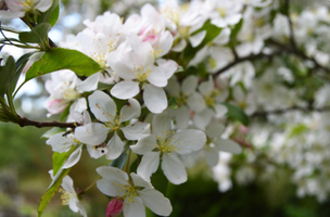 Malus ‘Hargozam’