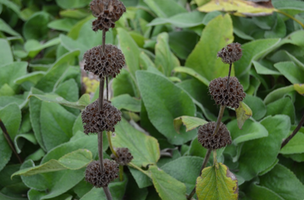 Phlomis tuberosa 'Amazone'