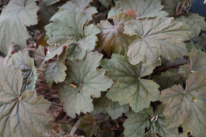 Heuchera 'Bronze Wave'