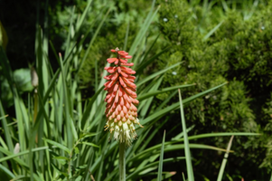 Kniphofia caulescens