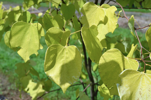 Cercis canadensis 'Hearts of Gold'