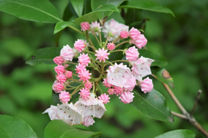 Kalmia latifolia