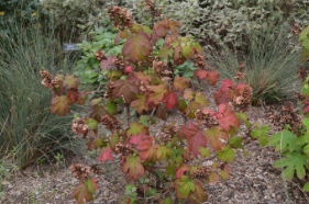 Hydrangea quercifolia'Ruby Slippers'