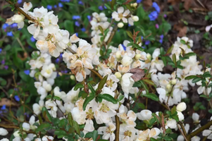 Chaenomeles × superba 'Jet Trail'