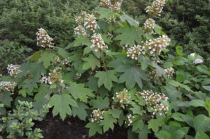 Hydrangea quercifolia 'Sike's Dwarf'