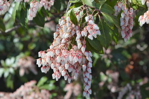 Pieris japonica 'Valley Rose'