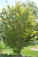 Parrotia persica 'Select'