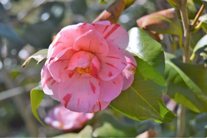 Camellia japonica 'R. L. Wheeler'