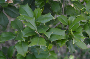 Ilex opaca 'Xanthocarpa'