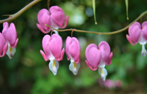 Lamprocapnos spectabilis