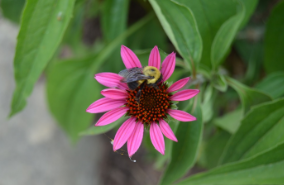 Echinacea purpurea