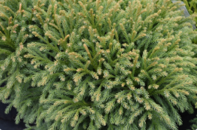 Cryptomeria japonica 'Globosa Nana'