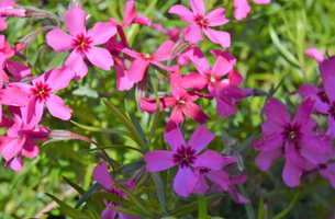 Phlox subulata 'Scarlet Flame'