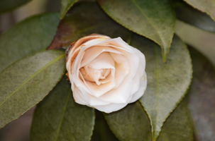 Camellia japonica 'April Snow'