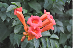 Campsis radicans