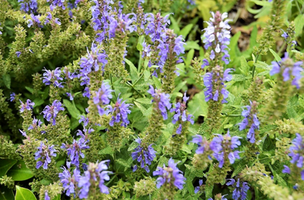 Salvia nemorosa 'Blue Hill'