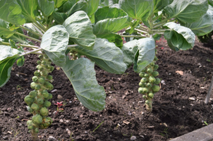 Brassica oleracea var. Gemmifera