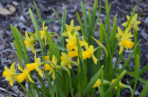 Narcissus 'Tete-a-Tete'