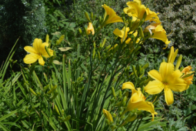 Hemerocallis 'Chartreuse Magic'