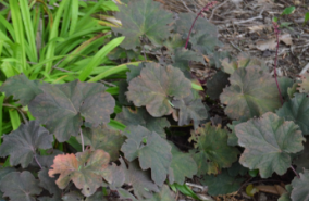 Heuchera 'Mocha'