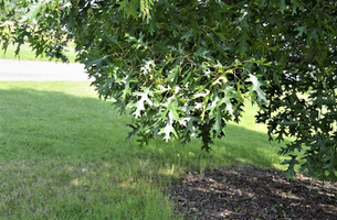 Quercus coccinea