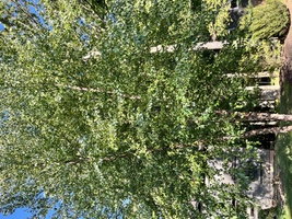 Betula nigra