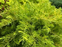 Juniperus conferta ‘Golden Pacific’