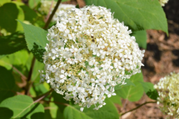 Hydrangea arborescens 'Lime Rickey'