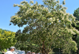 Lagerstroemia fauriei