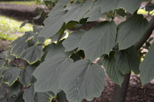 Acer pensylvanicum