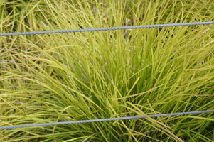 Sesleria autumnalis