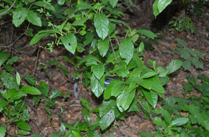 Viburnum nudum 'Bulk'