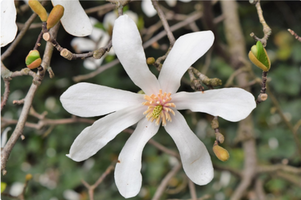 Magnolia × loebneri