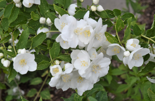 Philadelphus 'Innocence'