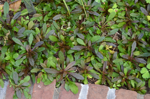 Ajuga reptans 'Chocolate Chip'