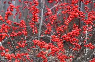 Ilex verticillata 'Winter Red'