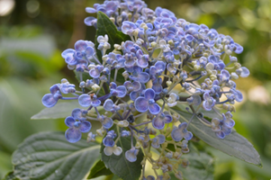 Hydrangea macrophylla 'Ayesha'