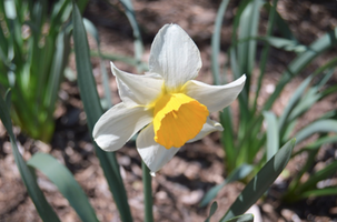 Narcissus 'Sempre Avanti'