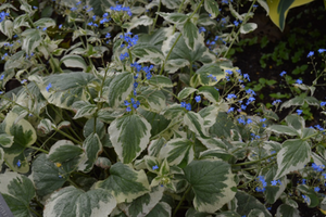 Brunneria macrophylla 'Variegata'