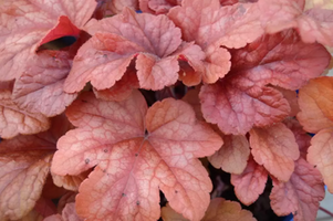 Heucherella x 'Buttered Rum'