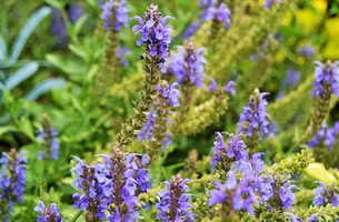 Salvia nemorosa