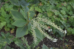 Clethra barbinervis