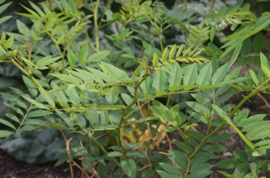 Indigofera tinctoria