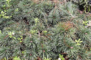 Pinus sylvestris 'Albyn Prostrata'