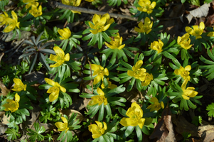 Eranthis hyemalis