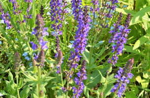 Salvia x sylvestris 'May Night'