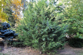 Juniperus virginiana